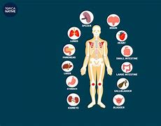 Các Chất Trong Cơ Thể Con Người